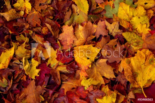 Bild på Fall colors 